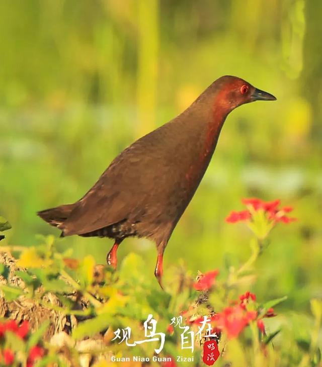 红胸田鸡(肖书平 摄)