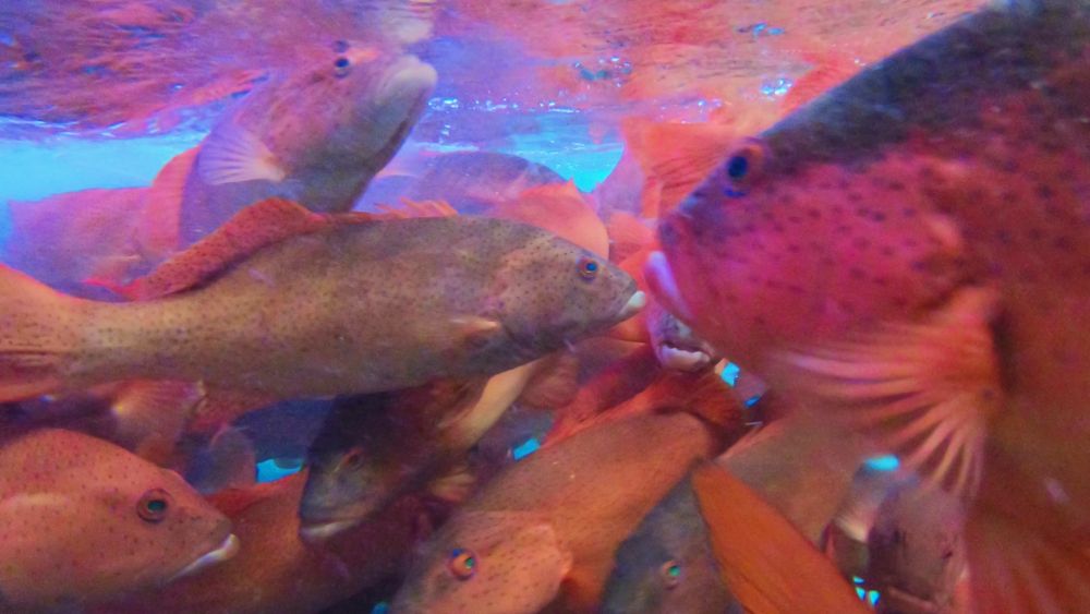 海南万诺水产科技有限公司养殖的东星斑.新华社记者 黎多江 摄