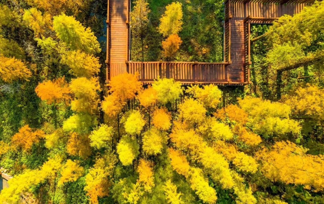 遂溪孔圣山水杉整齐划一.罗锦屏 摄