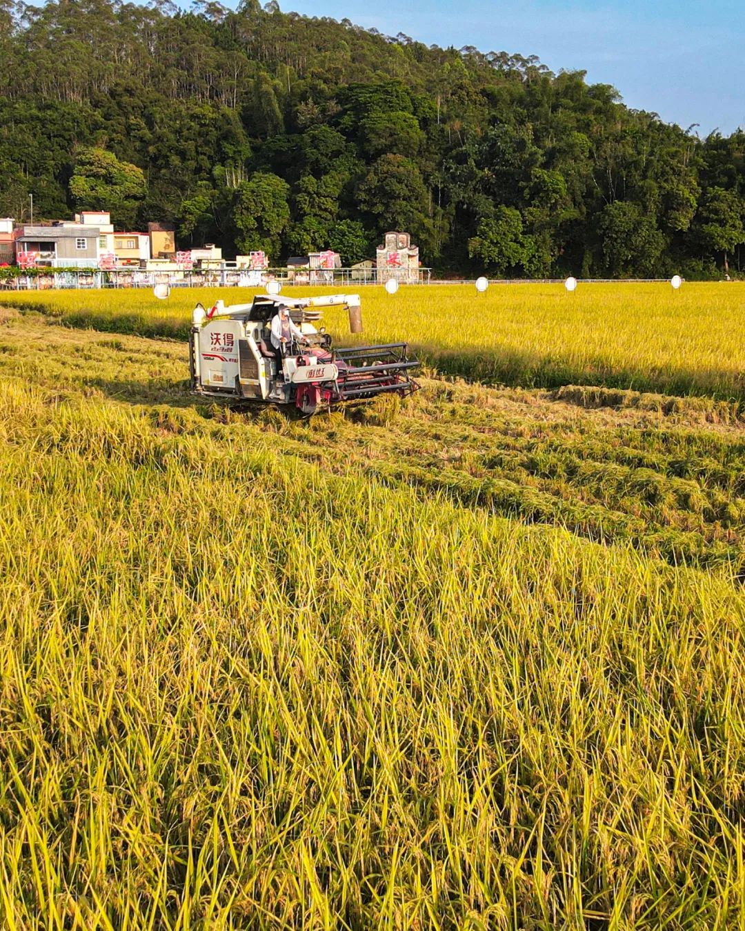 活道大米产业园晚稻收割。陈彦成 摄