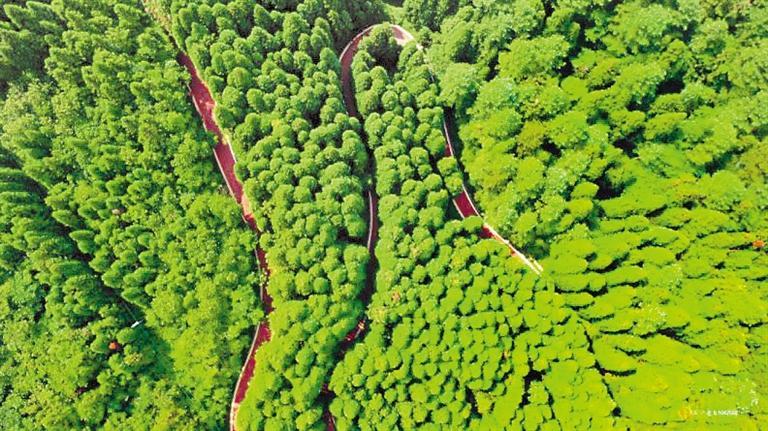 习水飞鸽景区林海. (习水县融媒体中心供图)