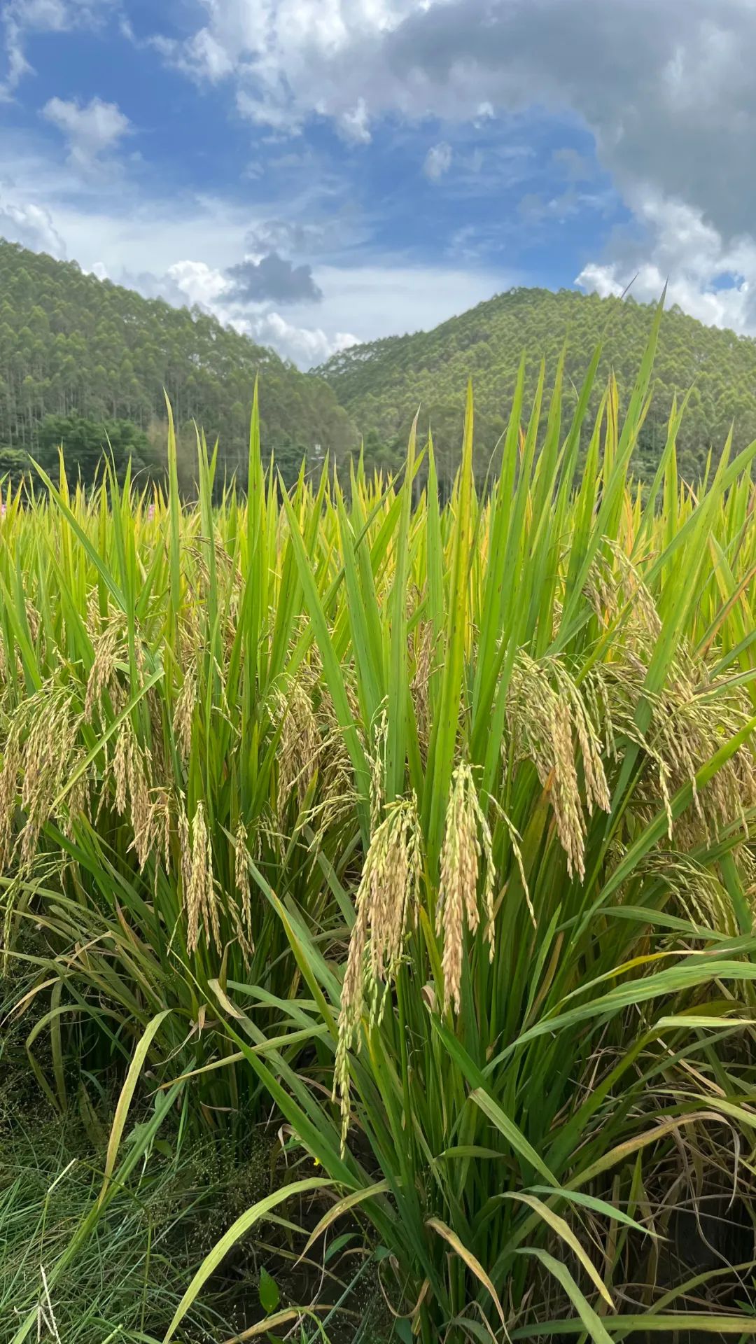 活道水稻种植。区颖 摄