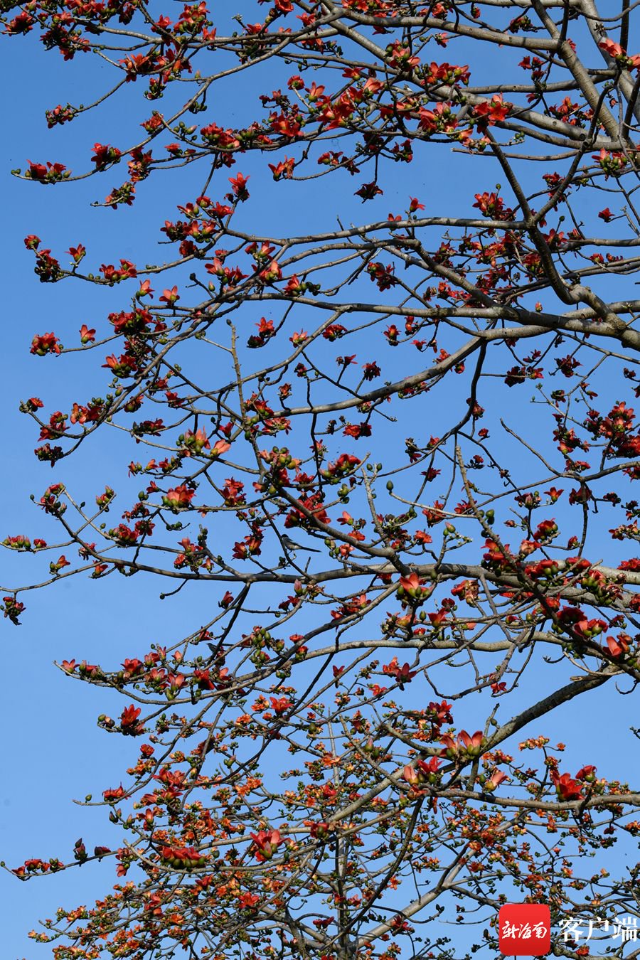 万绿园的木棉树开花.记者 陈卫东 摄