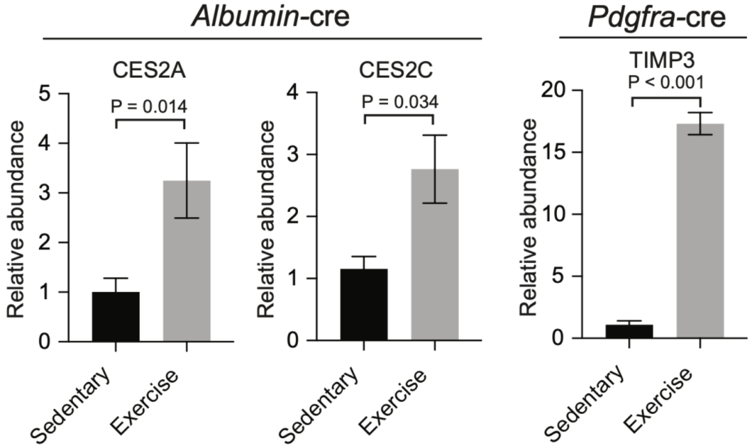 运动对Pdgfra阳性细胞分泌蛋白的影响（左边下调，它俩都是羧酸酯酶，他们还发现CES2A和CES2C抗肥胖的作用机制也存在差异。</p><img dropzone=