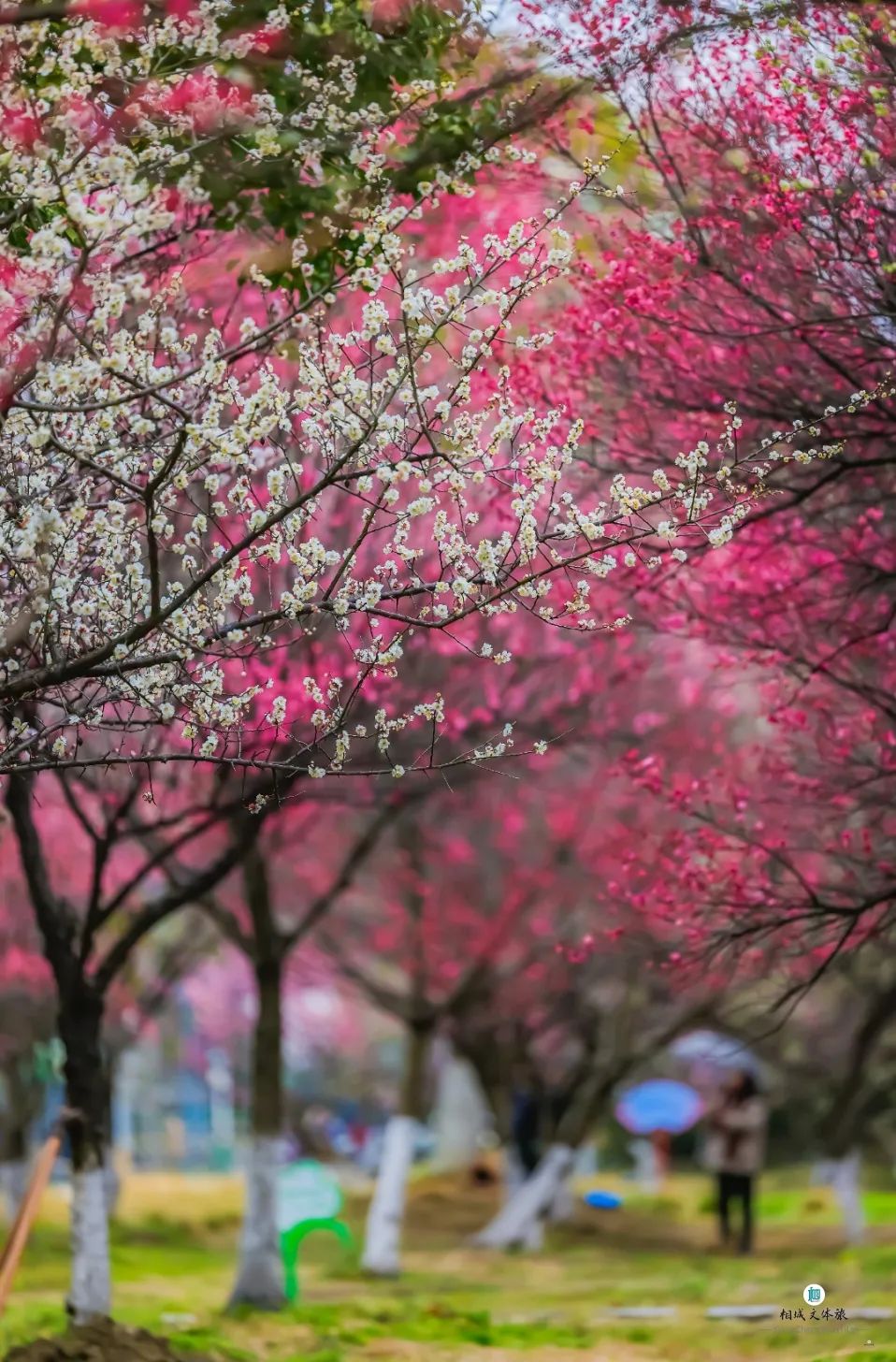 梅花盛放啦!|苏州市_新浪财经_新浪网