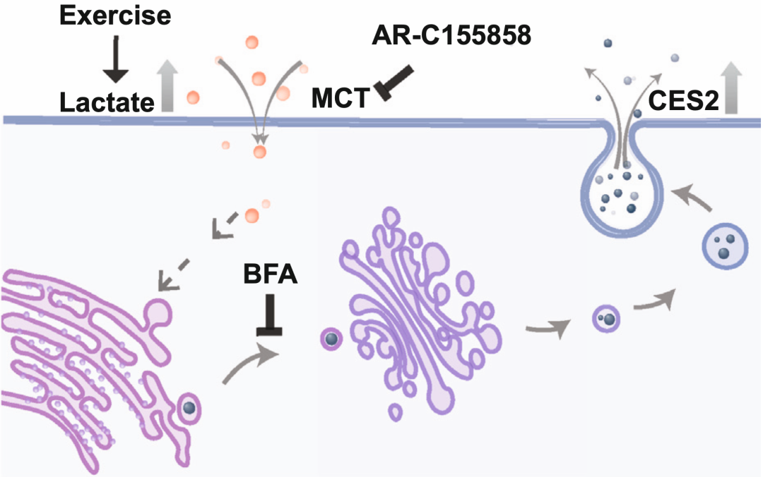 细胞代谢运动好处大揭秘首个运动诱导细胞分泌蛋白图谱发布全面揭秘