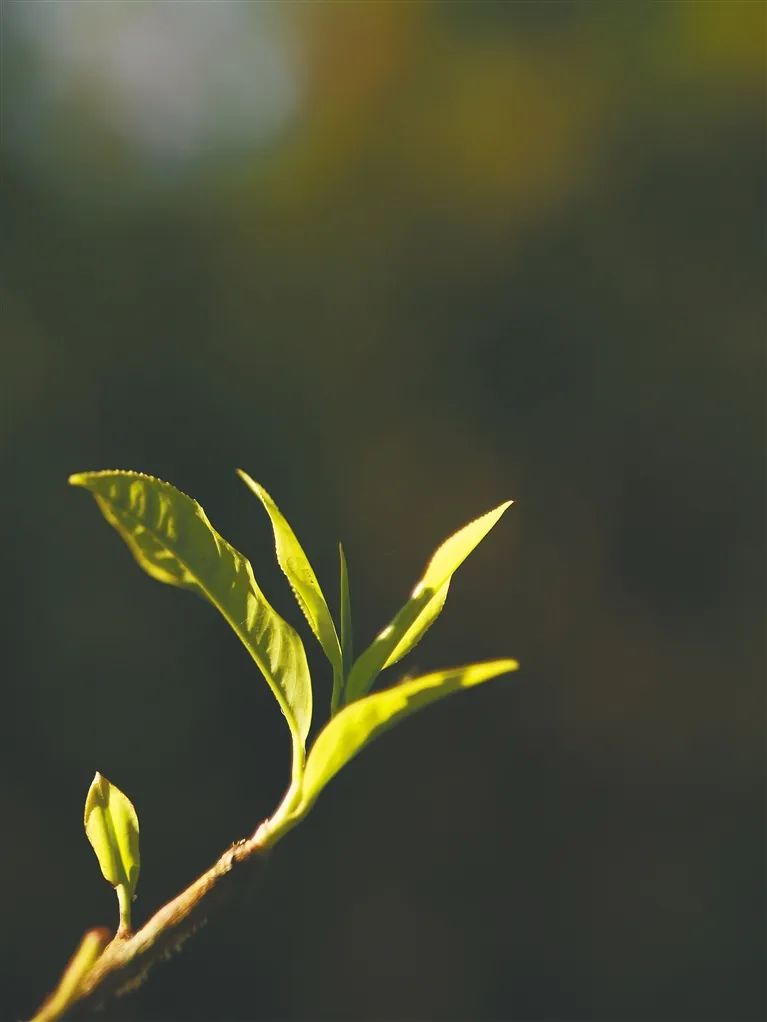 海南大叶茶古茶树嫩芽.