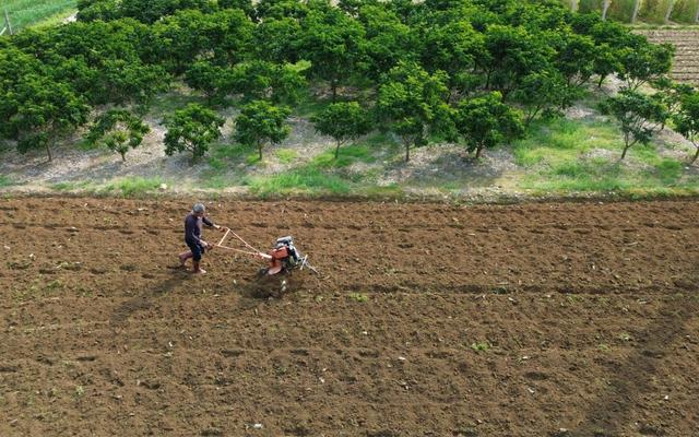 资料图:某地农民操作手扶拖拉机耕地.图/新华社