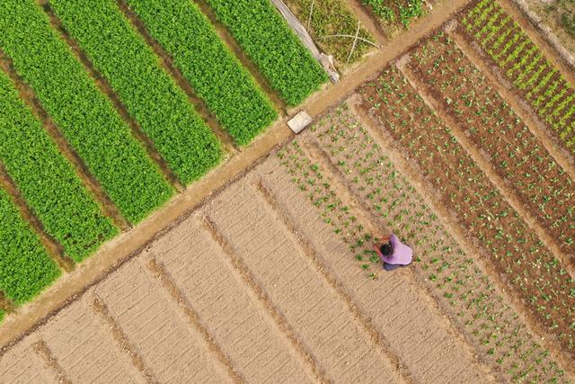 2月18日，江西省吉安市泰和县澄江镇南门村农民在田间种植蔬菜。新华社 邓和平 摄