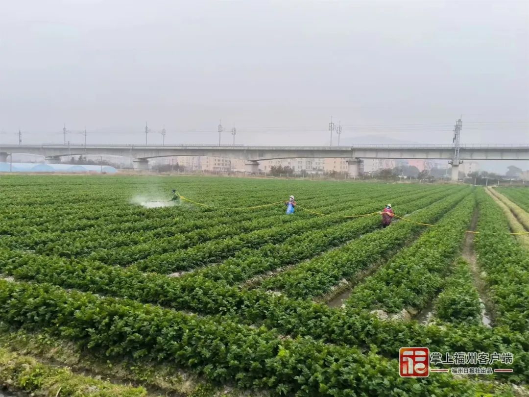 工人正在给马铃薯地浇水。利丰农业种植基地供图