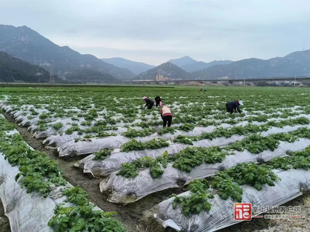 工人通过多种措施加强田间管理。利丰农业种植基地供图