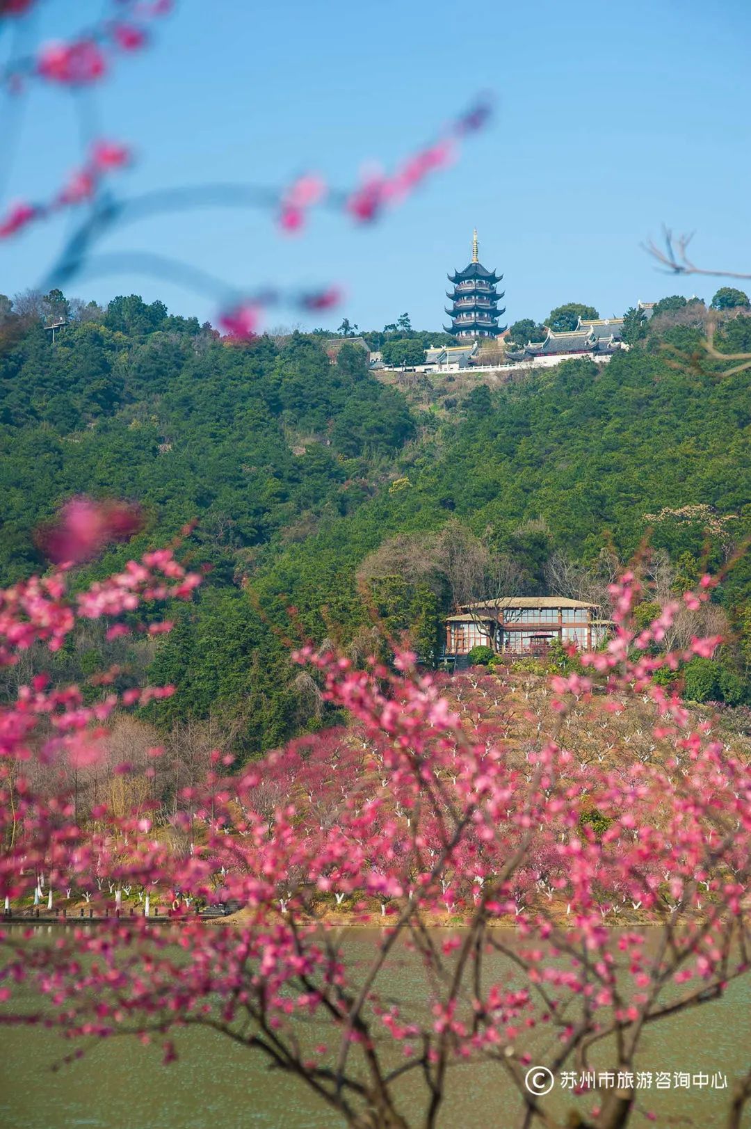 梅花盛放啦!|苏州市_新浪财经_新浪网