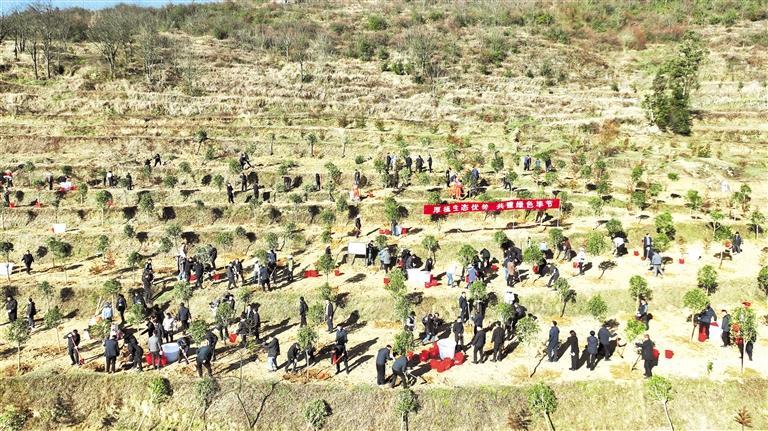 丹寨县龙泉镇马寨村茶园,党员干部参加