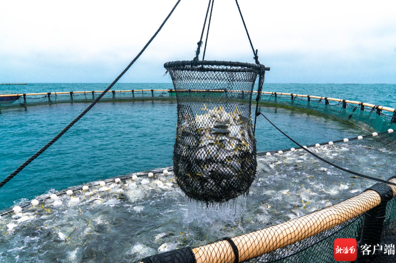三亚:深海智能网箱养殖 打造"蓝色粮仓"新路_新浪财经_新浪网
