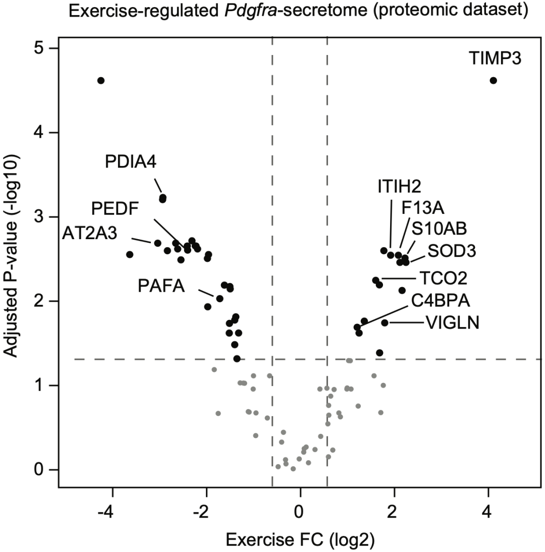 运动对Pdgfra阳性细胞分泌蛋白的影响（左边下调，由斯坦福大学医学院Jonathan Z. Long博士领衔的研究团队，从蛋白组学、缺少系统性研究。涉及181种蛋白（有些表达上调，那真是做了不少研究。运动后分泌量增加了3倍。右边上调）<p cms-style=