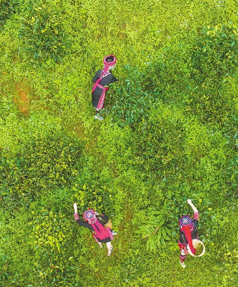 五指山水满乡采茶姑娘在采摘茶叶.袁琛 摄