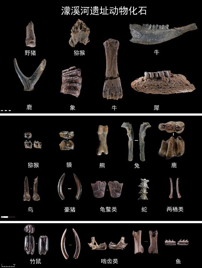濛溪河遗址动物化石