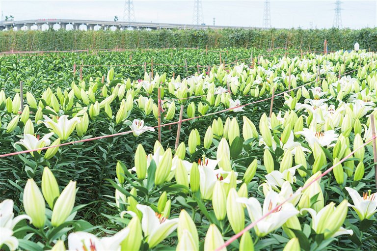 基地里盛开的百合花.记者 张慧膑 摄