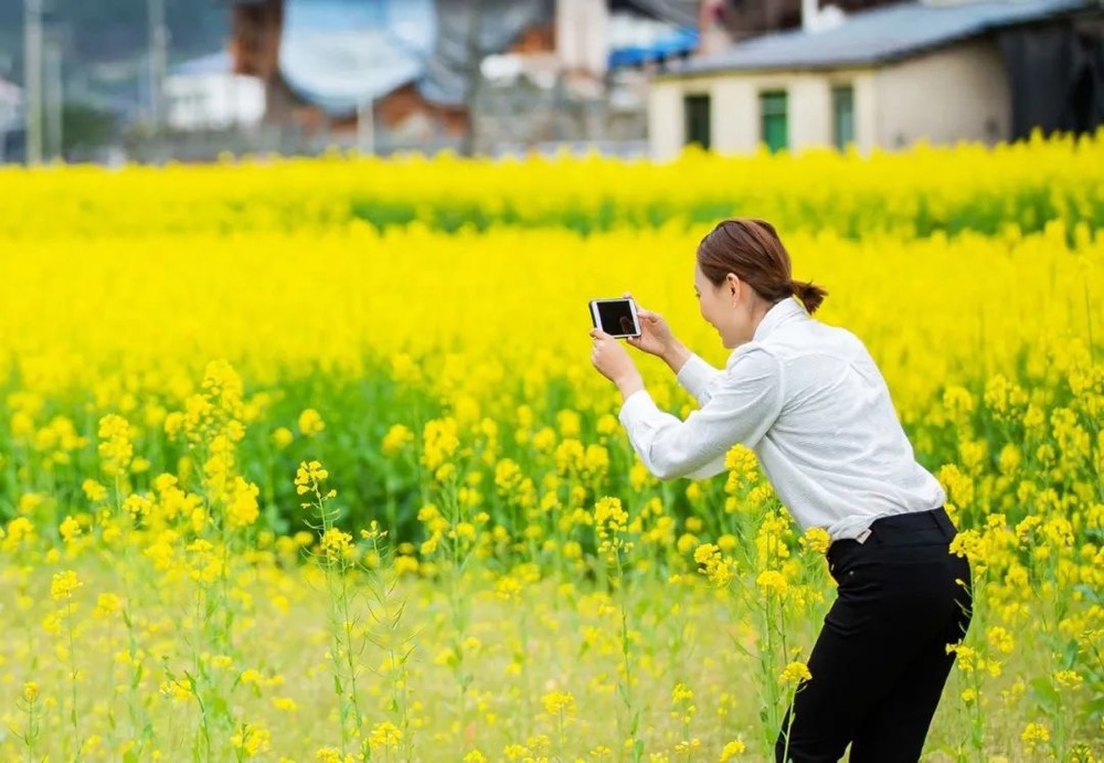 缃叶美好生花丨茅台雨水报时-芸薹花黄满眼春|油菜花_新浪财经_新浪网