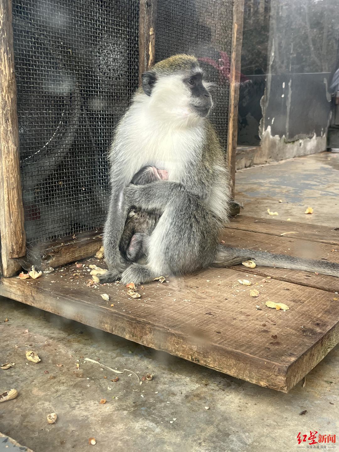 这位公主有点皮成都动物园去年出生的小河马定名首批龙宝宝诞生