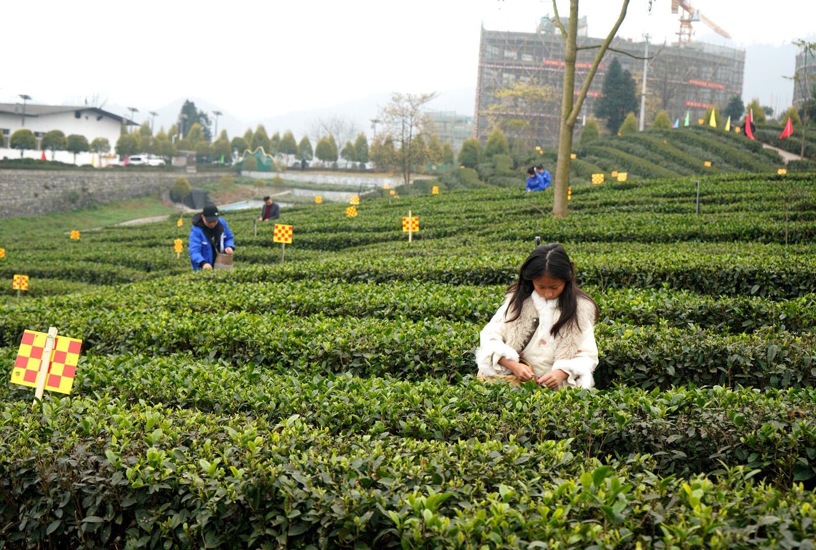 ▲银星村茶园开始采茶