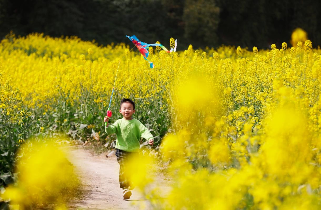 ▲长江边万亩油菜花开。画中最高气温超过20℃，宜宾游客因长江河床泥沙适合油菜生长，江安租条小船徜徉其中，因而江水看似纹丝不动，如同长江中的一个倒钩，位于长江北岸的江安县阳春镇为了发展长江沿岸乡村旅游，<p cms-style=