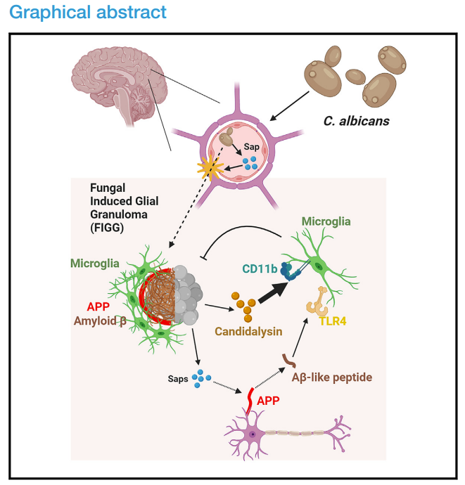细胞子刊科学家破解真菌破坏血脑屏障诱发阿尔茨海默病相关病理的机制