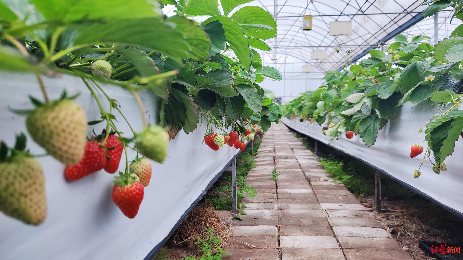 一家农业公司工作人员甚至表示,本次强降温或许还能让最后一波冬草莓
