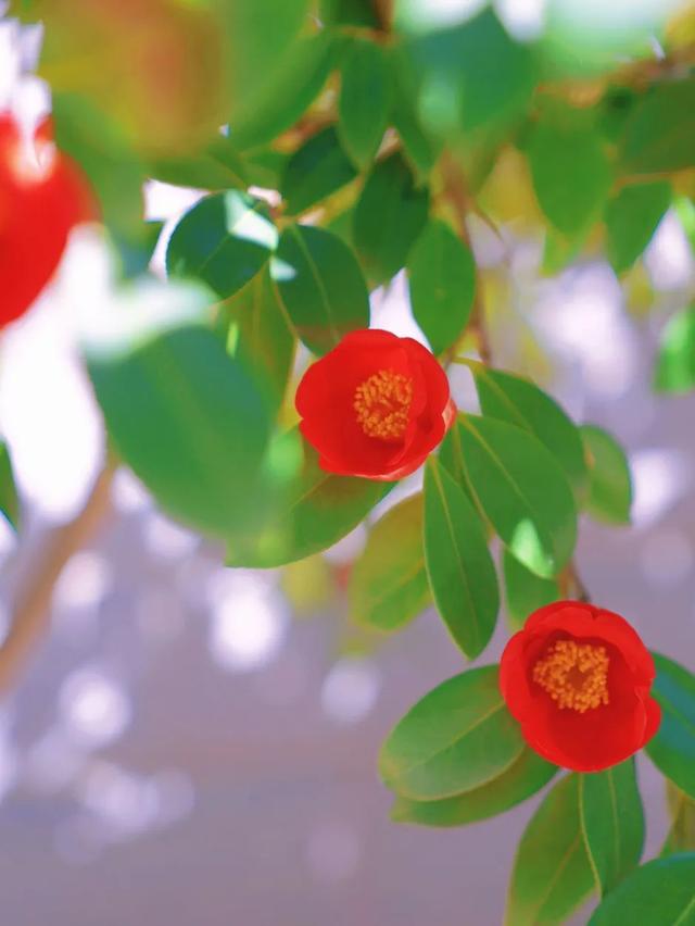 山茶展颜春光润,流年笑掷景气新春雨绵绵,春风徐徐山茶花身姿摇曳花朵