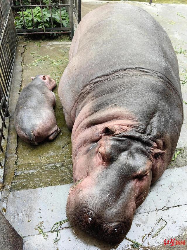 成都动物园去年出生的小河马定名,首批"龙宝宝"诞生|取名_新浪财经