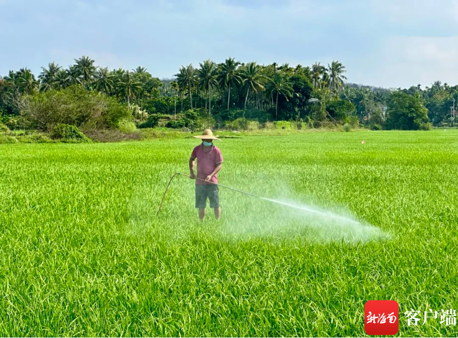 万宁:风吹稻花香 春耕春管忙|万宁市_新浪财经_新浪网