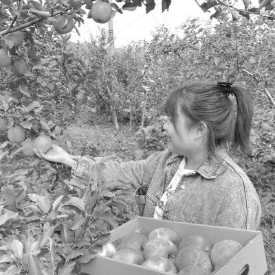 巾帼协理员领航 乡村经济焕新生|乡村振兴_新浪财经_新浪网