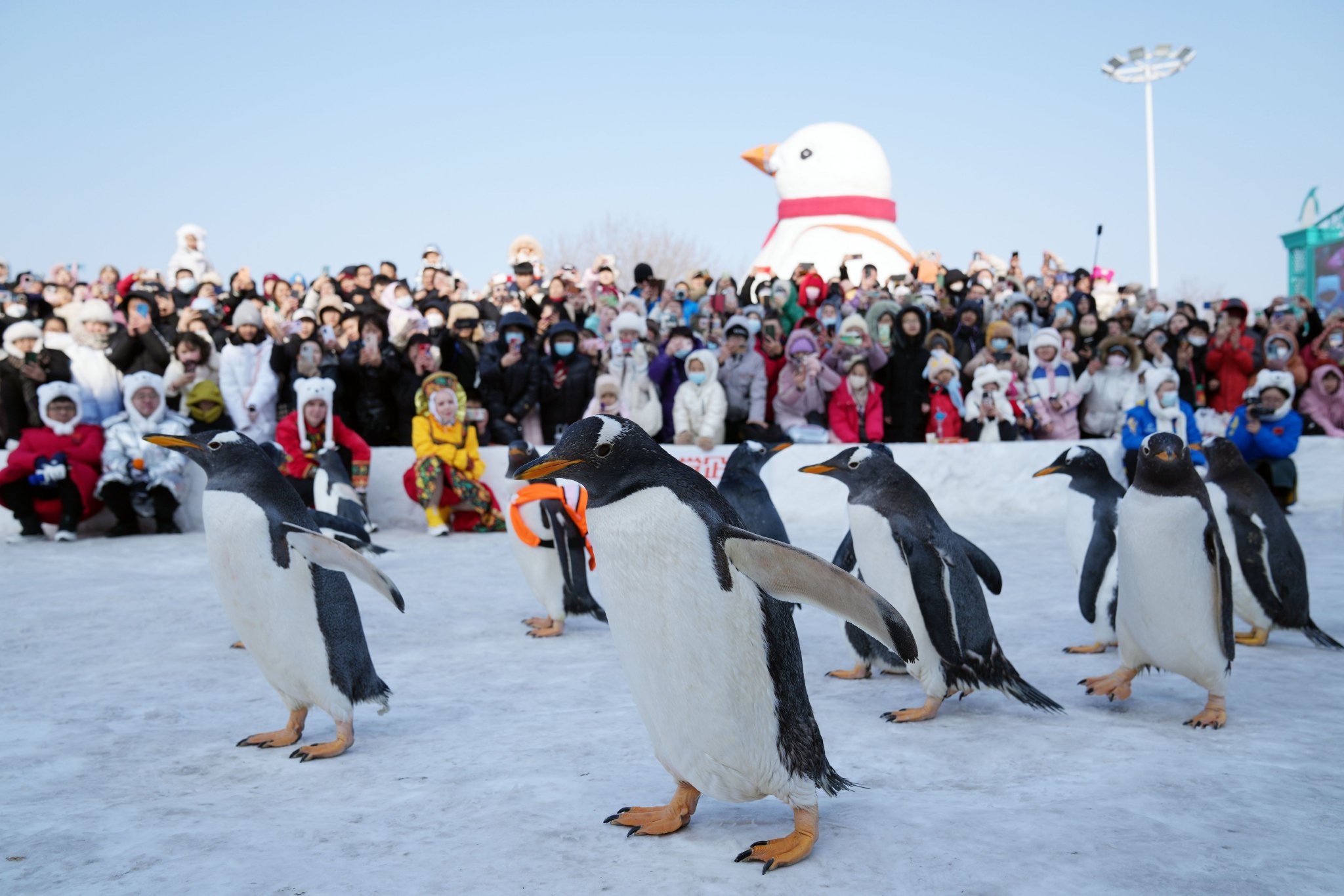 求解东北全面振兴:现象级冰雪热的启示|哈尔滨市_新浪财经_新浪网