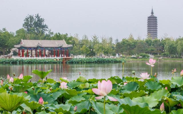 2023年7月3日,西海子公园荷花绽放,与远处的燃灯塔相映.