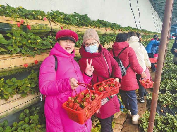 种草莓鼓了腰包 护市场活了消费|长春市_新浪财经_新浪网