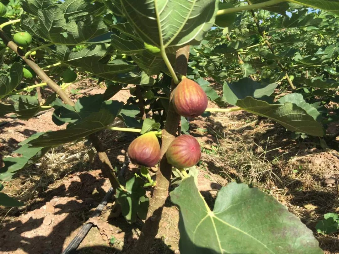 云南红皮无花果,咬一口软糯流蜜,果香四溢,早春新鲜上市!|无花果_新浪