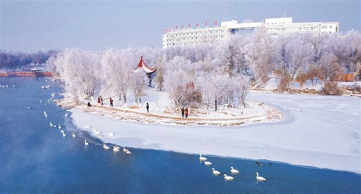 2月11日,博乐市滨河公园内,野生天鹅在湖中游弋,吸引游客前来拍照打卡