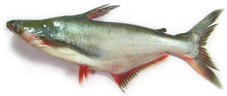 龙利鱼和巴沙鱼有什么区别|龙利鱼_新浪财经_新浪网