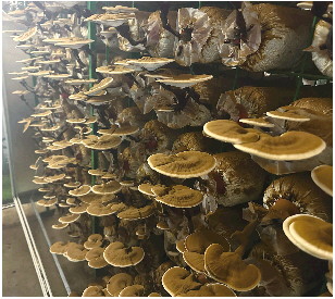 "冠县灵芝被写进了2024年省政府工作报告,这更加增强了我们把灵芝产业