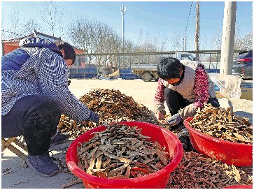 "冠县灵芝被写进了2024年省政府工作报告,这更加增强了我们把灵芝产业