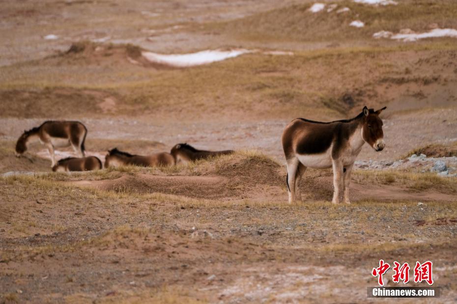 青藏公路可可西里的藏野驴.江飞波摄