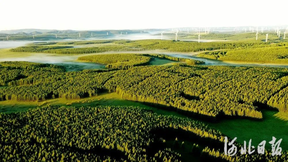 2021年5月29日拍摄的塞罕坝机械林场.(资料图片)河北日报记者赵杰摄