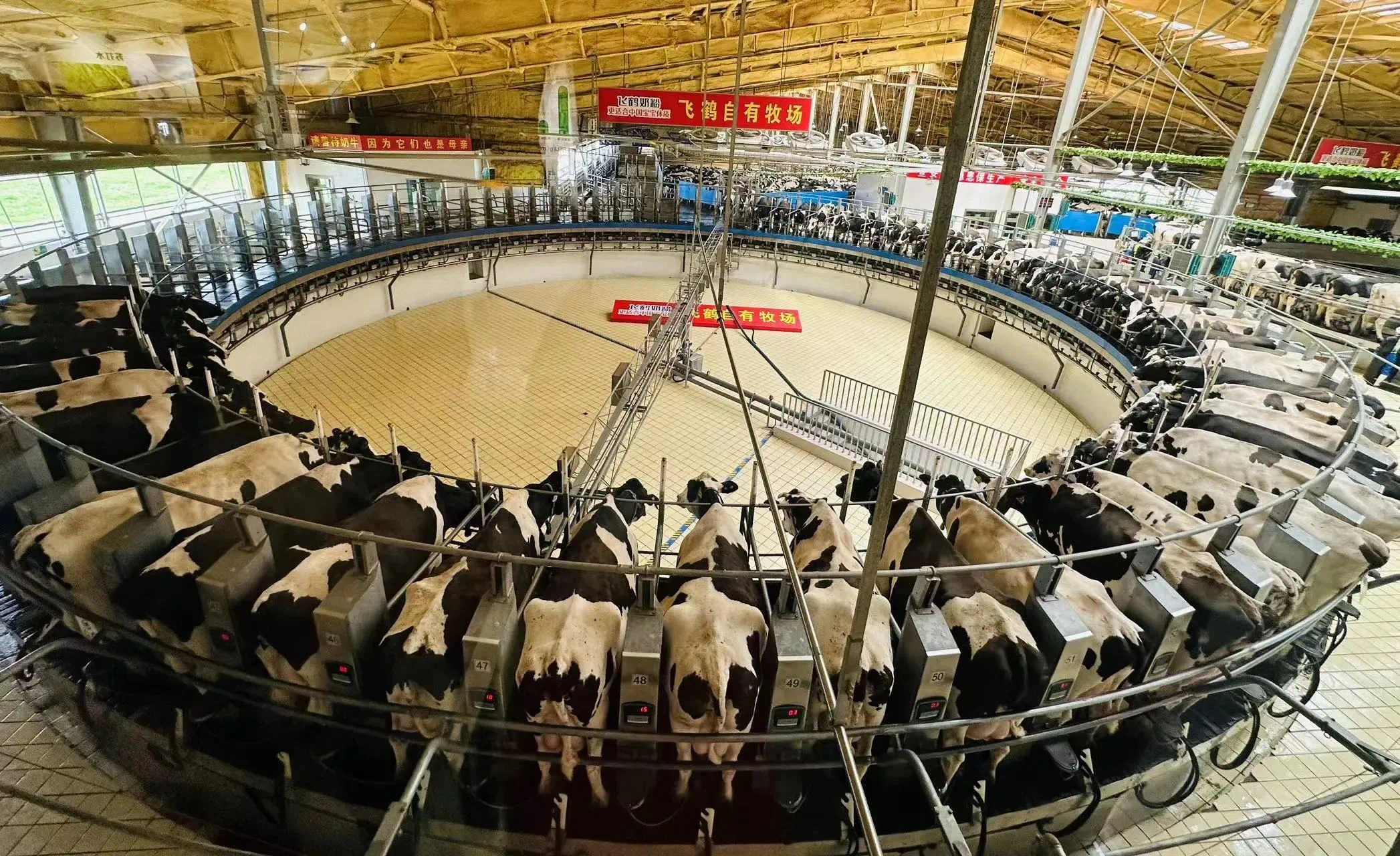 论坛企业在龙江|飞鹤乳业:于东北起跑 引领乳品行业高质量发展|哈尔滨