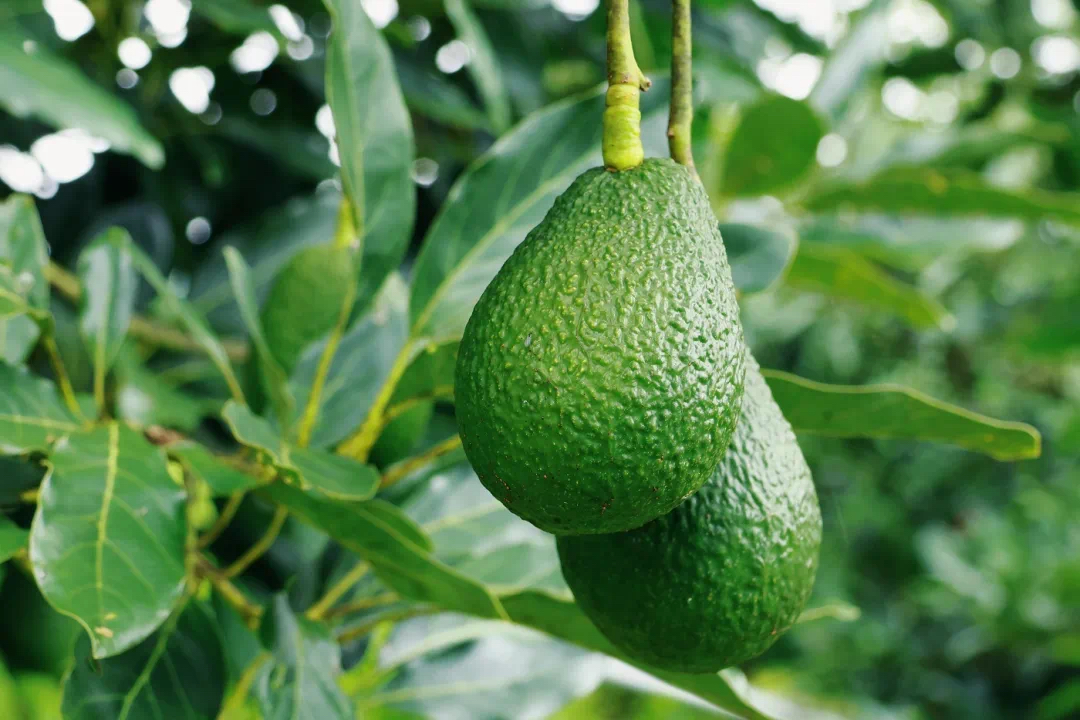 农民成为"农场主" 省委书记点赞"622"联农带农模式|农民_新浪财经