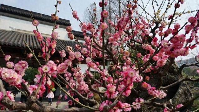 金山滨海,为期一个月的梅花节正当时,市民纷纷前往