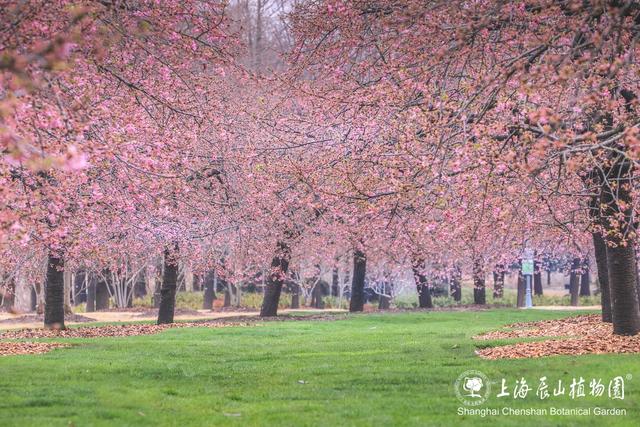 辰山河津樱最新实拍图来了_新浪财经_新浪网