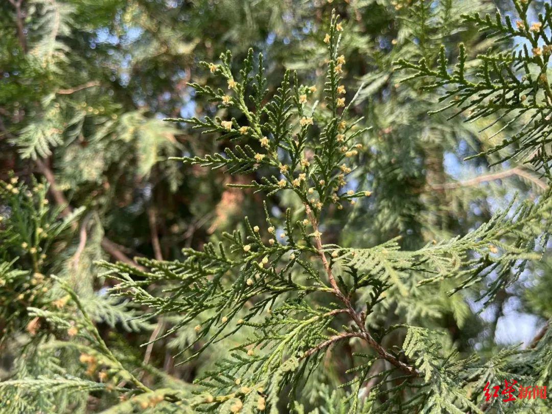 花粉过敏患者激增两三倍进入强过敏季节成都主要致敏植物竟是