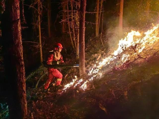 云南省森林消防总队供图