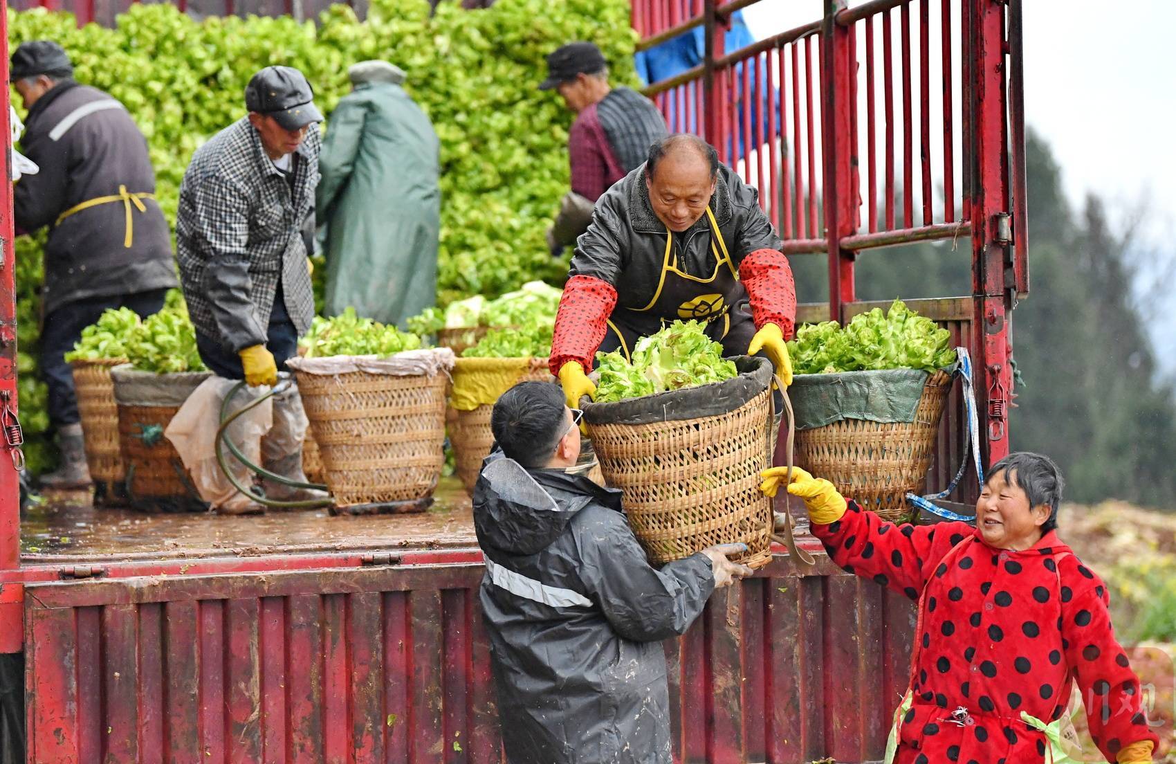 南充市嘉陵区双桂镇邓家沟村种植基地,村民们正忙着采收新鲜的青菜头.