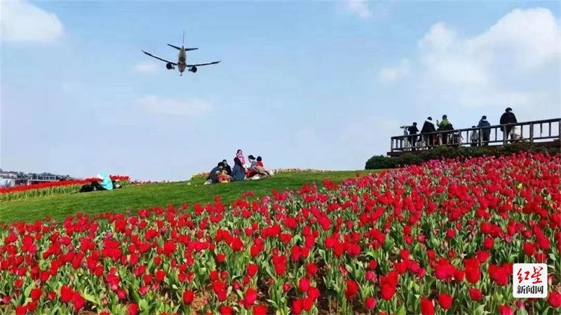 与往年不同,空港花田的郁金香,都是任其在户外自由生长.